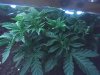07-20-08_1700.jpg