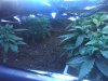 07-20-08_1654.jpg
