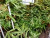 2008_07190031.JPG 2008_07190031.JPG