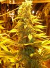 mmmnugs2.jpg