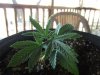 100_1715.jpg