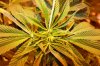 og2 5 days flower.jpg og2 5 days flower.jpg