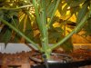 pot 010.jpg