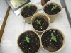 seedlings 11-15-11 003.jpg