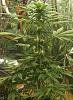13723d1259776666t-white-widow-femized-cfl-grow-30th-day-flower-12-2.jpeg