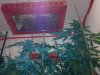 testez-368516-albums-357-magnum-grow-picture1889517-11122011241.jpg