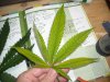 pot 001.jpg