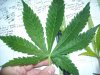 pot 002.jpg