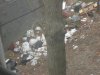 backyard_2.jpg