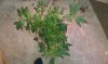 IMAG0329.jpg