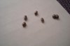 DSC03010.jpg