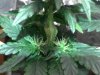 IMG090.jpg IMG090.jpg