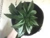 pineapple express.jpg