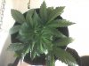 black dominaX afghan kush.jpg