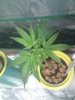 plant2.jpg plant2.jpg