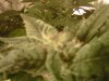 IMG00920-20111110-2346.jpg