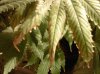 IMG00960-20111117-2053.jpg