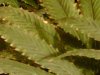 IMG00959-20111117-2052.jpg