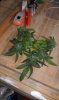 IMAG0336.jpg