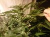 IMG00974-20111119-0044.jpg