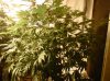 IMG00973-20111119-0044.jpg