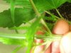weed 2.jpg