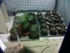 IMG00428-20111118-1940.jpg