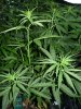 Bag seed (2).jpg