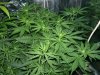 White widow.jpg