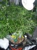 Bag seed.jpg