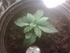 IMG00268-20111117-1809.jpg