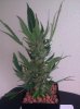 IMG_20111120_022458.jpg