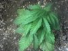 Nov 20 2011 - VID00015_2.jpg