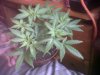 IMG00016-20111104-0552.jpg