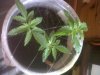 IMG00015-20111104-0552.jpg