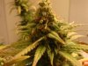 harvest 002.jpg