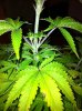 purple stem.jpg purple stem.jpg