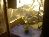 flowering 3 weeks.jpg