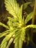 flowering 3 weeks1.JPG