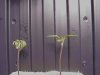 plants 012.jpg