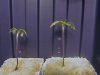 plants 013.jpg