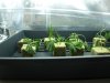 clones 11.jpg