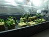 clones 12.jpg