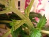 DSC01560.jpg
