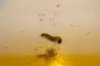 DSC02100.jpg