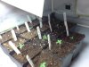 seedlings, plagron light.jpg