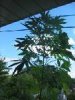 bagseed 1.jpg