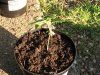 03_1 week old - mazar.jpg