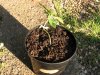04_1 week old - white widow.jpg