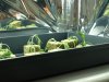 clones 015.jpg